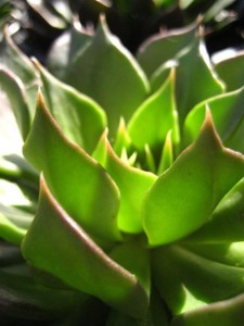 Echeveria em close
