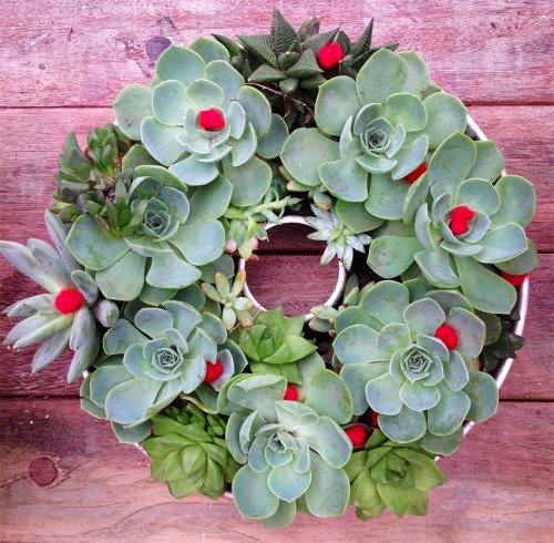 http://casa.abril.com.br/materia/faca-voce-mesmo-guirlanda-de-natal-maravilhosa-com-suculentas
