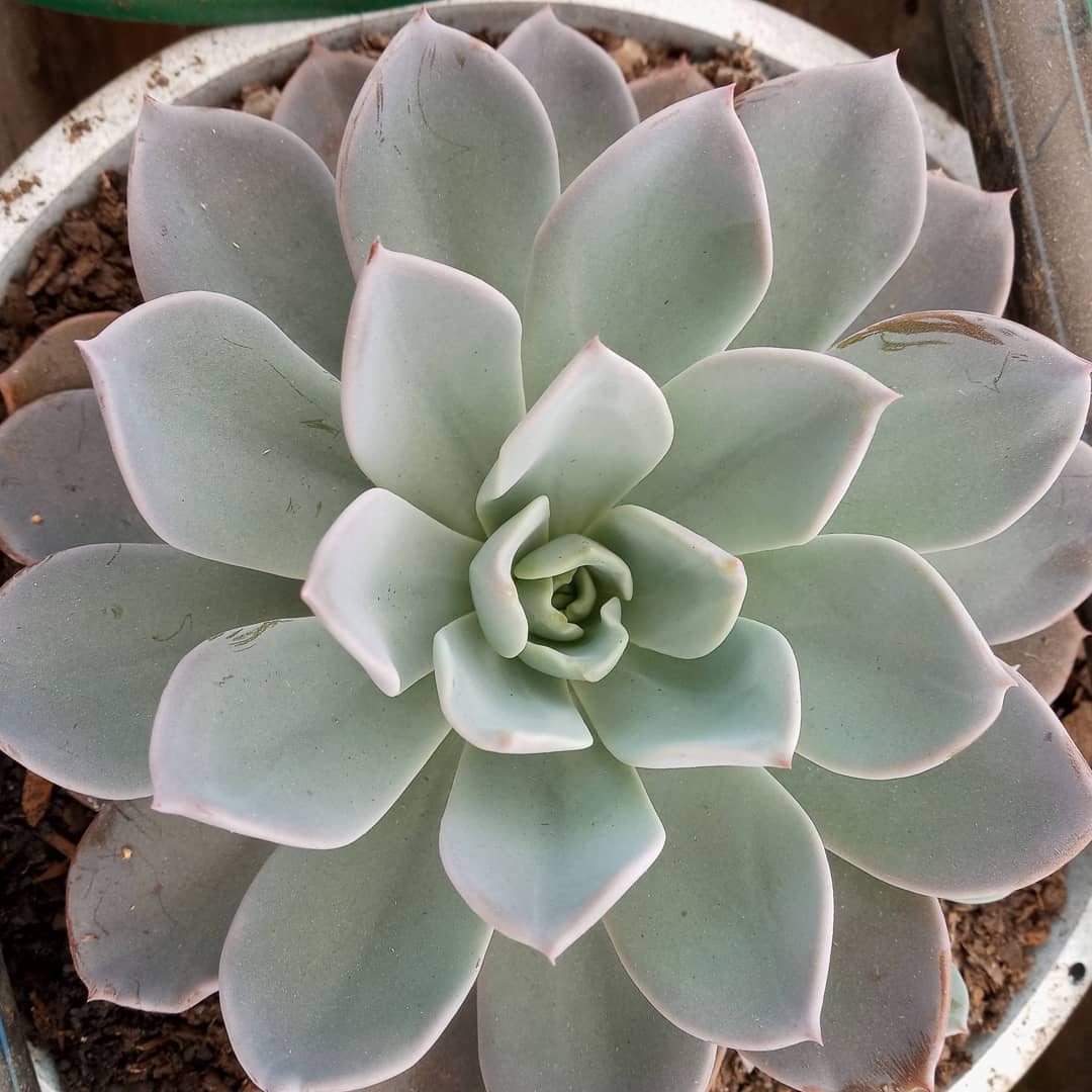 Echeveria Metallica Apesar de estarmos testando e produzindo essa variedade há algum tempo, praticamente não colocávamos no mercado, pois não conseguíamos fazer com que ficasse bonita: é uma echeveria que apresenta manchas com muita facilidade. Acho que estamos no caminho, logo logo ela começa a aparecer por aí... ;)#echeveria #echeverias #suculenta #suculentas #suculentas #suculentasbrasil #echeverialovers #veilingholambra #suculentaslove #amosuculentas #suculentasbr #plantinhas  #crassulaceae