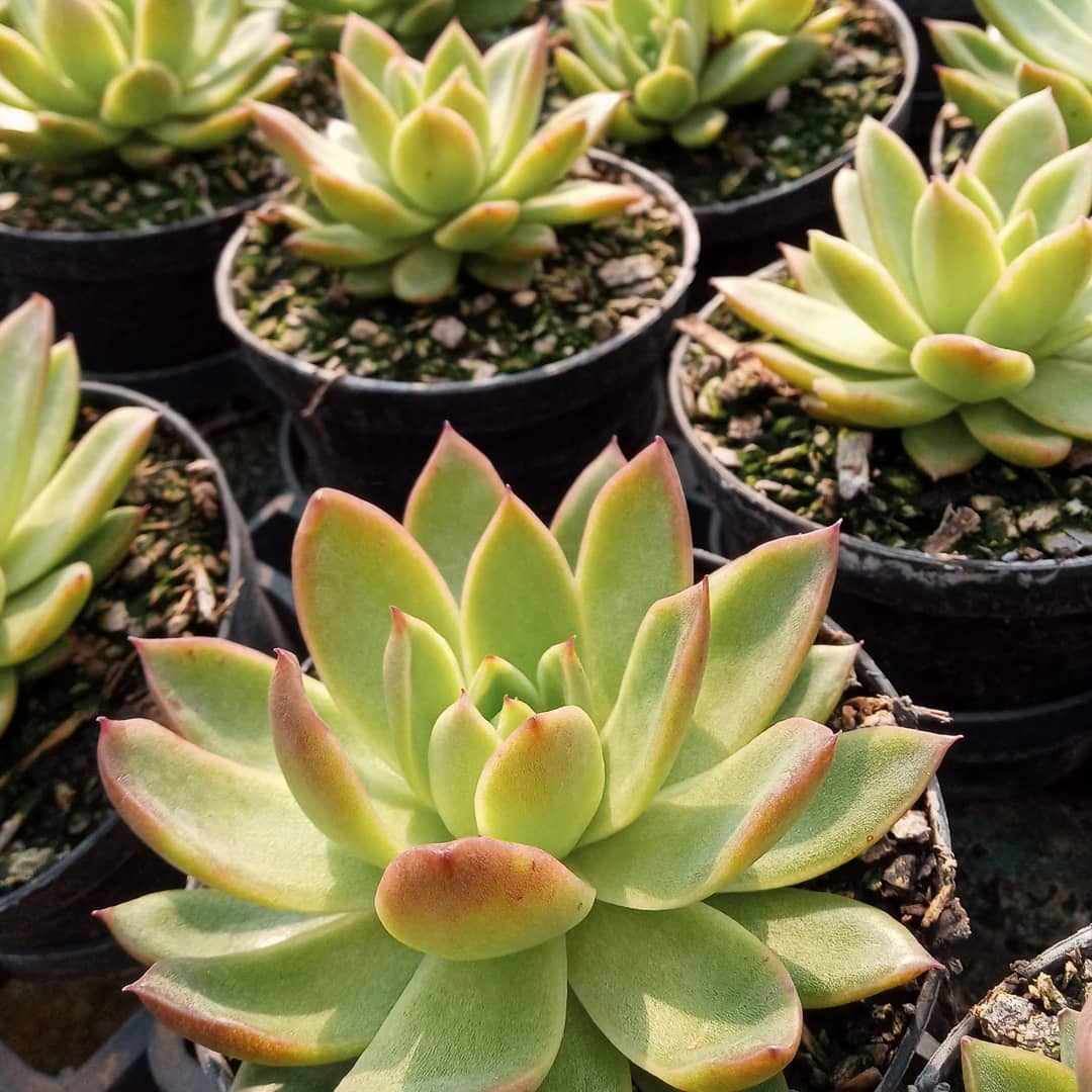 Essa é a echeveria Water Lily. Sim, é muito parecida com a Estrela, mas um pouquinho mais exigente. Suas folhas têm a ponta avermelhada, e é uma variedade que precisa de bastante luz (sol direto ou parcial) e um pouco mais de água que as outras.#echeveria #echeverias #suculenta #suculentas #suculentas #suculentasbrasil #echeverialovers #veilingholambra #suculentaslove #amosuculentas #suculentasbr #plantinhas  #crassulaceae