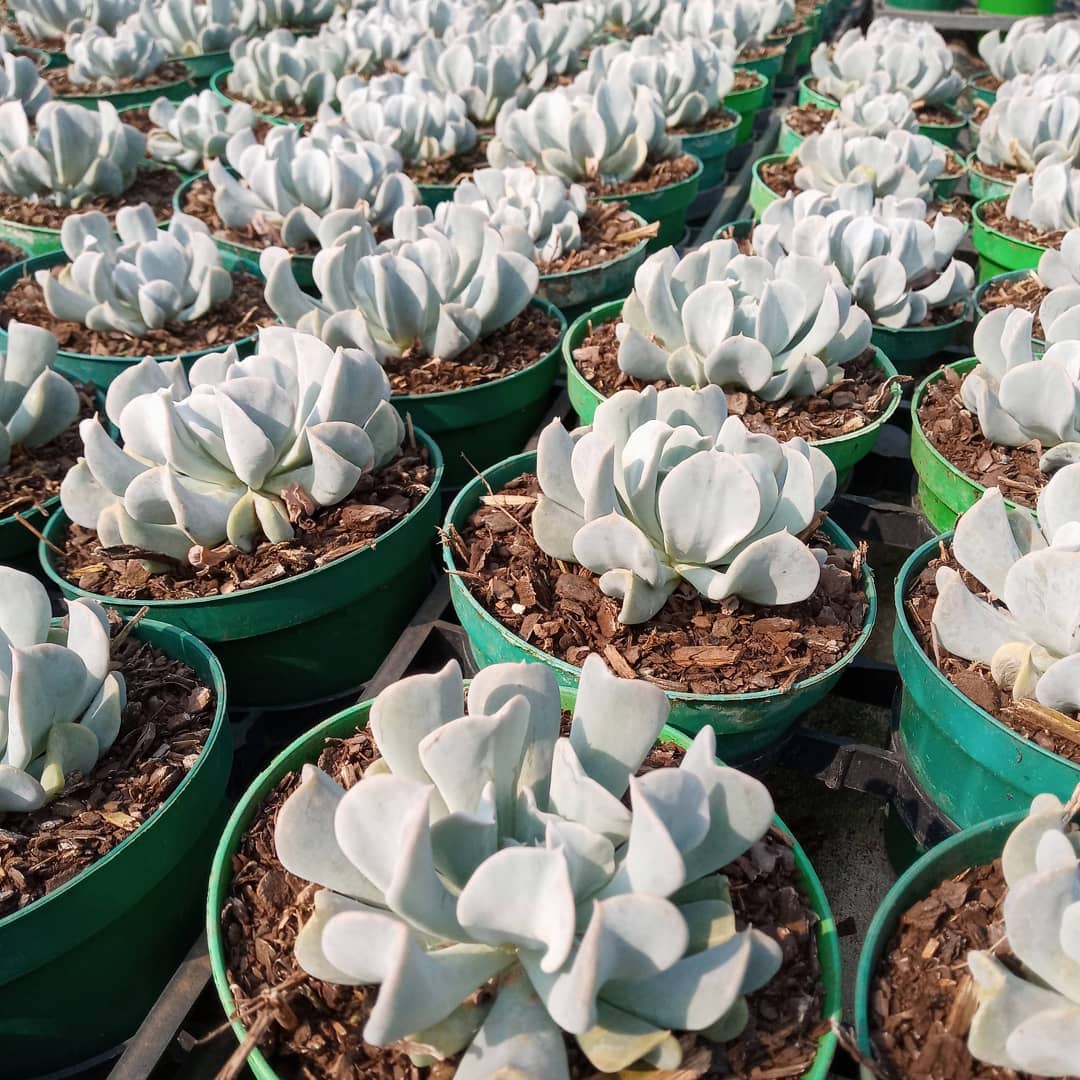 Echeveria Topsy Turvy! Essa aqui é nova, vai crescer um pouco até o tamanho do vaso para sair no pote 11. #echeveria #echeverias #suculenta #suculentas #suculentas #suculentasbrasil #echeverialovers #veilingholambra #suculentaslove #amosuculentas #suculentasbr #plantinhas  #crassulaceae