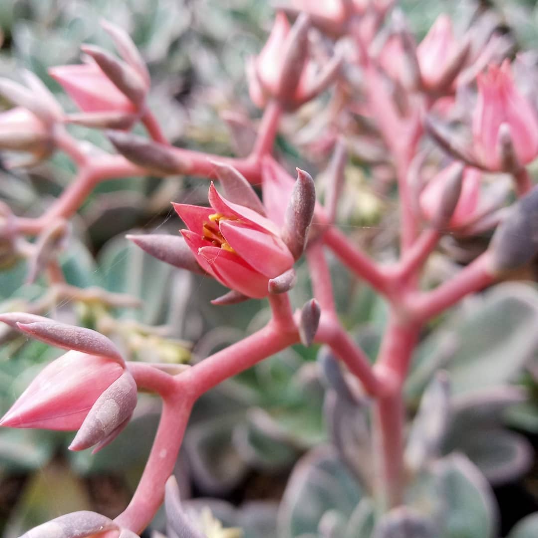 Outro dia eu mostrei a Echeveria Metallica para vocês. Sabe como é a flor dela? Aqui, ó! #echeveria #echeverias #suculenta #suculentas #suculentas #suculentasbrasil #echeverialovers #veilingholambra #suculentaslove #amosuculentas #suculentasbr #plantinhas  #crassulaceae