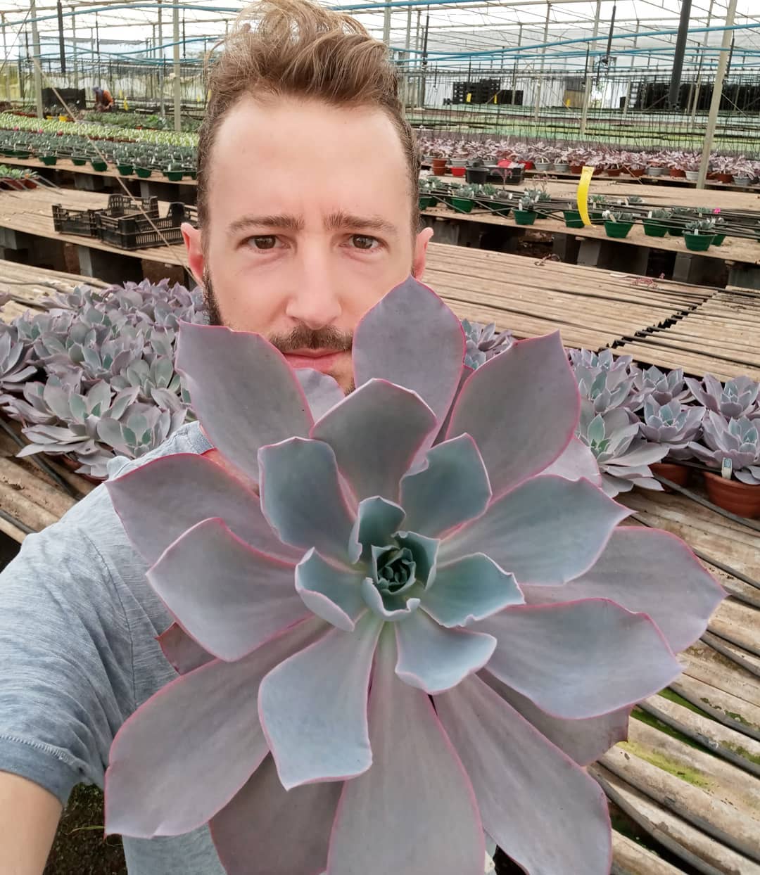 Olha o tamanho dessa echeveria afterglow!. 😎.#echeveria #echeverias #suculenta #suculentas #suculentas #suculentasbrasil #echeverialovers #veilingholambra #suculentaslove #amosuculentas #suculentasbr #plantinhas  #crassulaceae