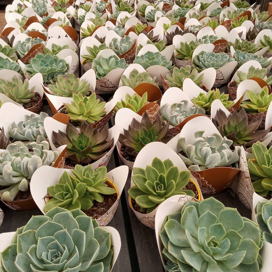 Passando para desejar um ótimo fim de semana com essa pequena amostra do que saiu essa quarta feira daqui. Talvez já tenha chegado au seu garden ou floricultura favorito! .#echeveria #echeverias #suculenta #suculentas #suculentas #suculentasbrasil #echeverialovers #veilingholambra #suculentaslove #amosuculentas #suculentasbr #plantinhas  #crassulaceae