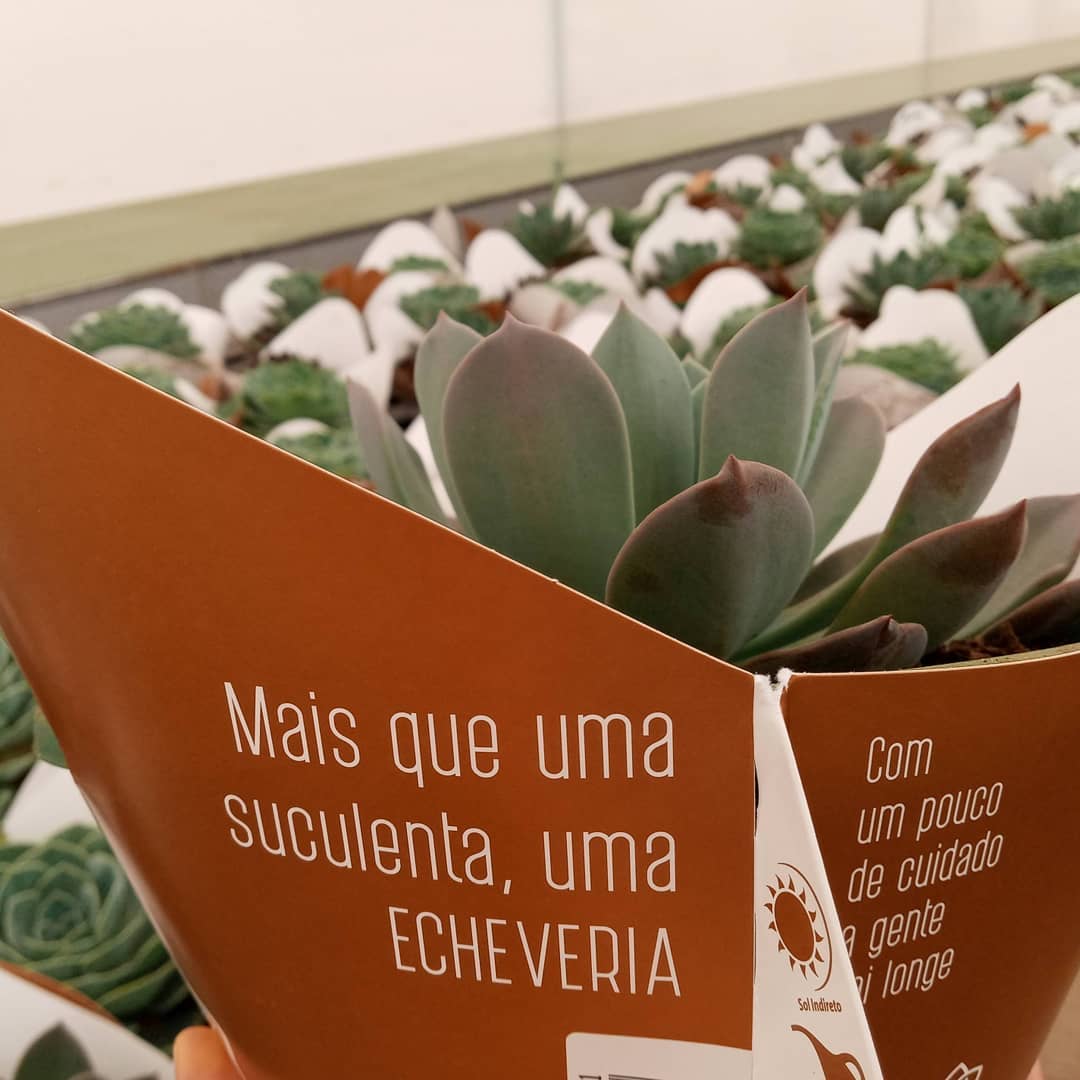 Suculenta? Mais do que uma suculenta, uma ECHEVERIA! Você sabe, as nossas são especiais. Na foto, Echeveria Metallica.#echeveria #echeverias #suculenta #suculentas #suculentas #suculentasbrasil #echeverialovers #veilingholambra #suculentaslove #amosuculentas #suculentasbr #plantinhas  #crassulaceae