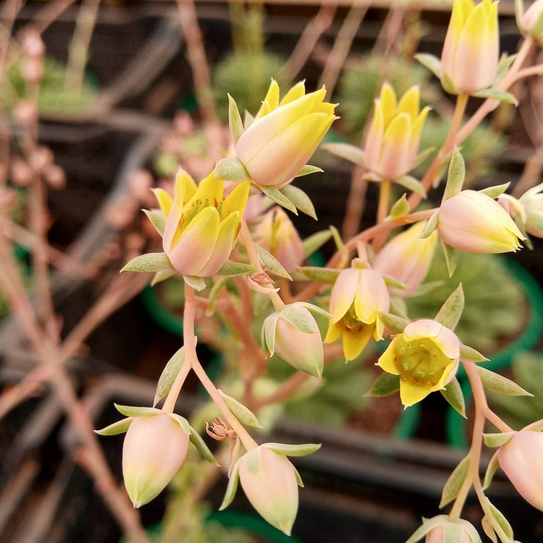 Essa flor linda e delicada é da echeveria leisel! .#echeveria #echeverias #suculenta #suculentas #suculentas #suculentasbrasil #echeverialovers #veilingholambra #suculentaslove #amosuculentas #suculentasbr #plantinhas  #crassulaceae