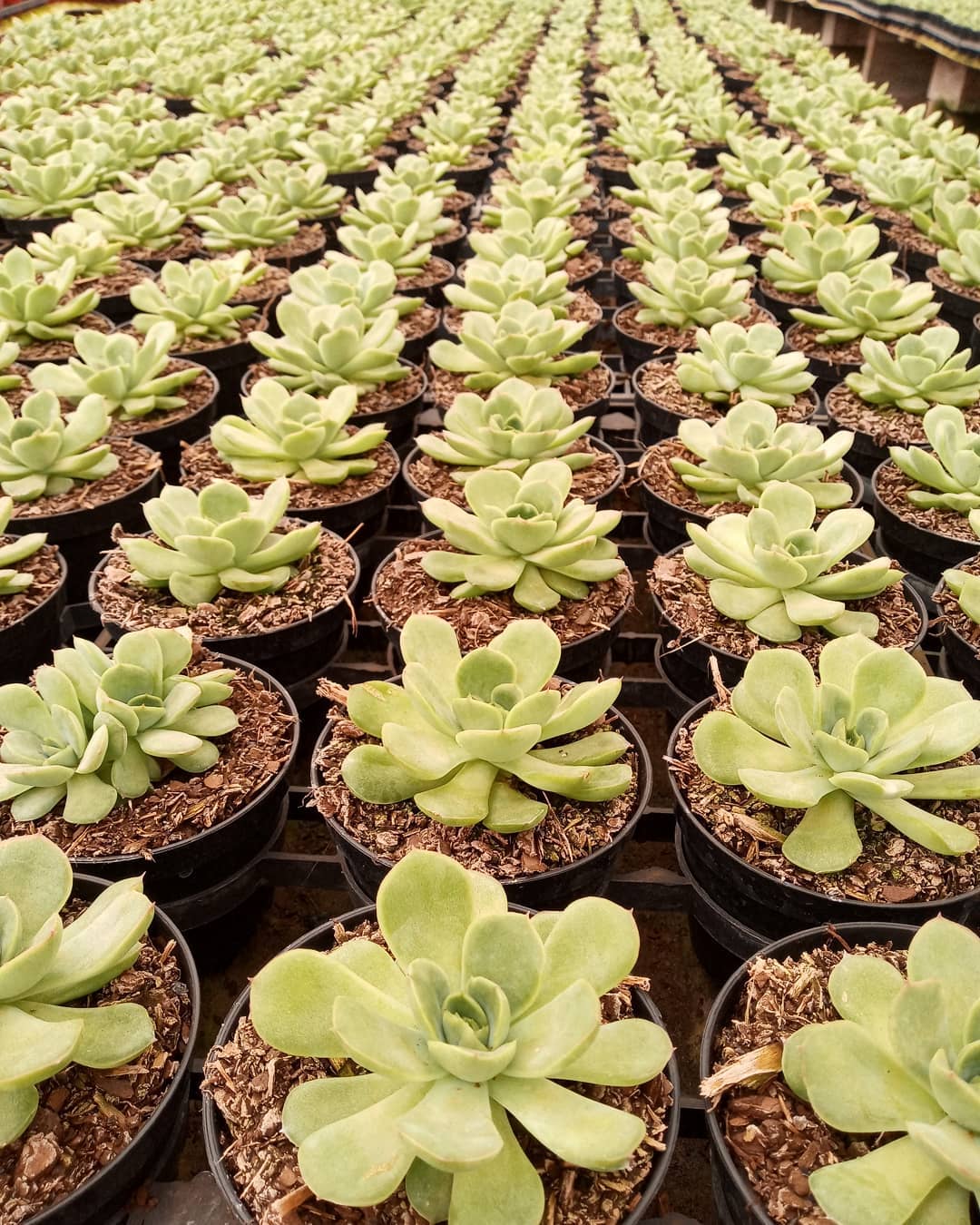 Uma echeveria gilva. Duas gilvas. Três gilvas. Quatro gilvas... Perdi a conta. .#echeveria #echeverias #suculenta #suculentas #suculentas #suculentasbrasil #echeverialovers #veilingholambra #suculentaslove #amosuculentas #suculentasbr #plantinhas  #crassulaceae