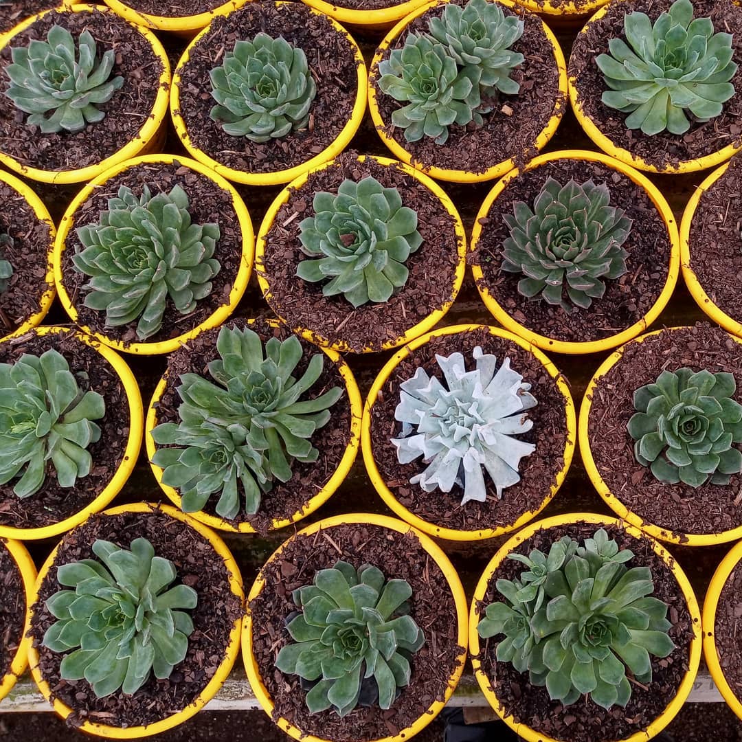 Para que tentar ser igual a todo mundo quando se pode ser especial? .(Ops, parece que tem uma Topsy Turvy no canteiro de Green Rose).#echeveria #echeverias #suculenta #suculentas #suculentas #suculentasbrasil #echeverialovers #veilingholambra #suculentaslove #amosuculentas #suculentasbr #plantinhas  #crassulaceae