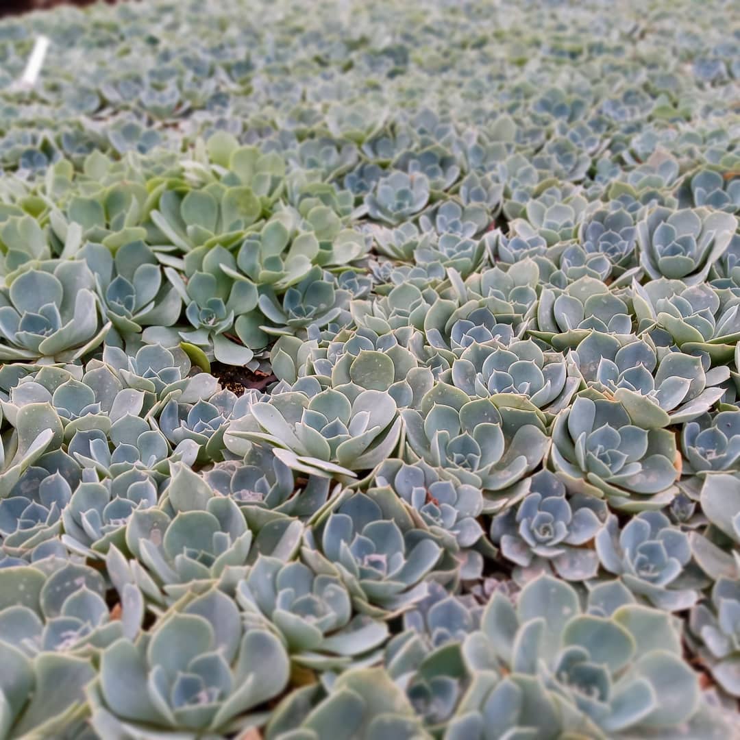 Quantas mudas tem nesse berçário de Echeveria  Peacok??? .#echeveria #echeverias #suculenta #suculentas #suculentas #suculentasbrasil #echeverialovers #veilingholambra #suculentaslove #amosuculentas #suculentasbr #plantinhas  #crassulaceae