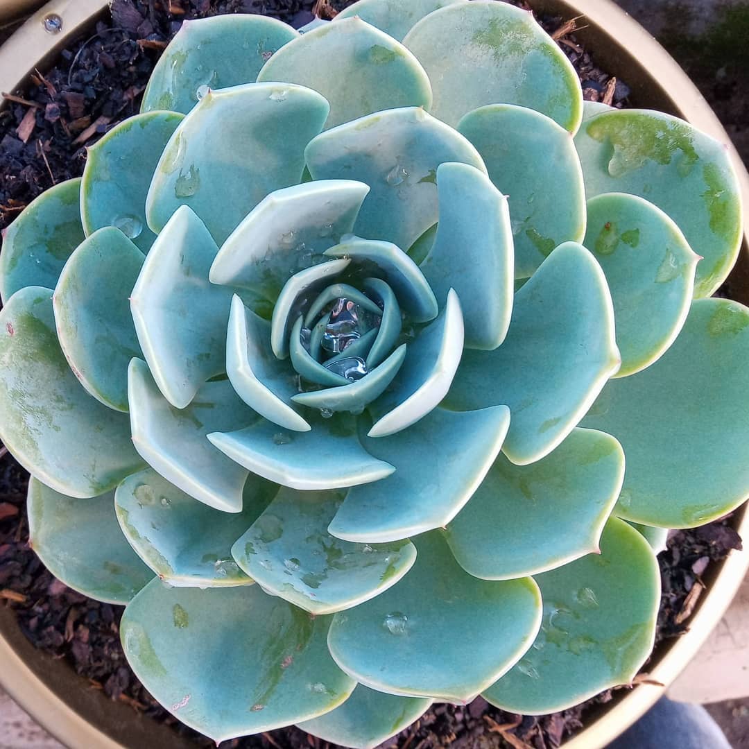 Echeveria Mary! .#echeveria #echeverias #suculenta #suculentas #suculentas #suculentasbrasil #echeverialovers #veilingholambra #suculentaslove #amosuculentas #suculentasbr #plantinhas  #crassulaceae