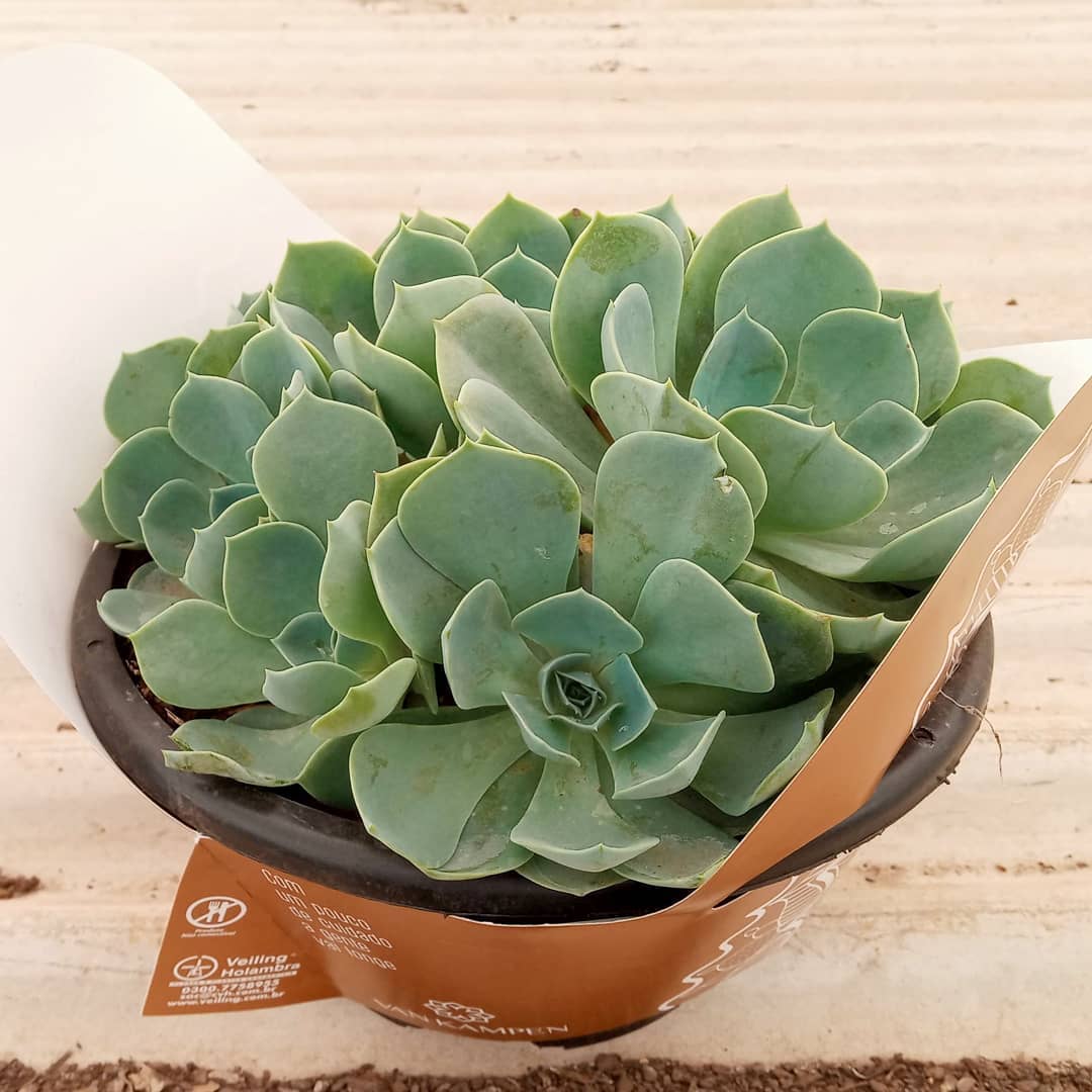 Lançamento! Como todo mundo pede a Echeveria Peacok cheia de filhinhas, agora também estamos vendendo camadas onde TODAS as nossas Peacok estão assim: carregadas de mudinhas!  .Para quem já compra conosco, basta pedir na intermediação. .#echeveria #echeverias #suculenta #suculentas #suculentas #suculentasbrasil #echeverialovers #veilingholambra #suculentaslove #amosuculentas #suculentasbr #plantinhas  #crassulaceae
