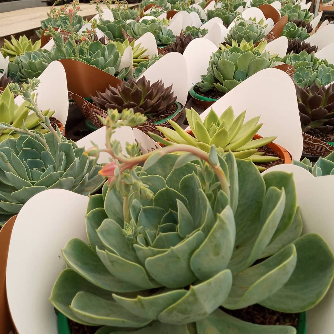 Além de cheias de mudas, nossas echeverias Peacok estão também floridas!! #echeveria #echeverias #suculenta #suculentas #suculentas #suculentasbrasil #echeverialovers #veilingholambra #suculentaslove #amosuculentas #suculentasbr #plantinhas  #crassulaceae
