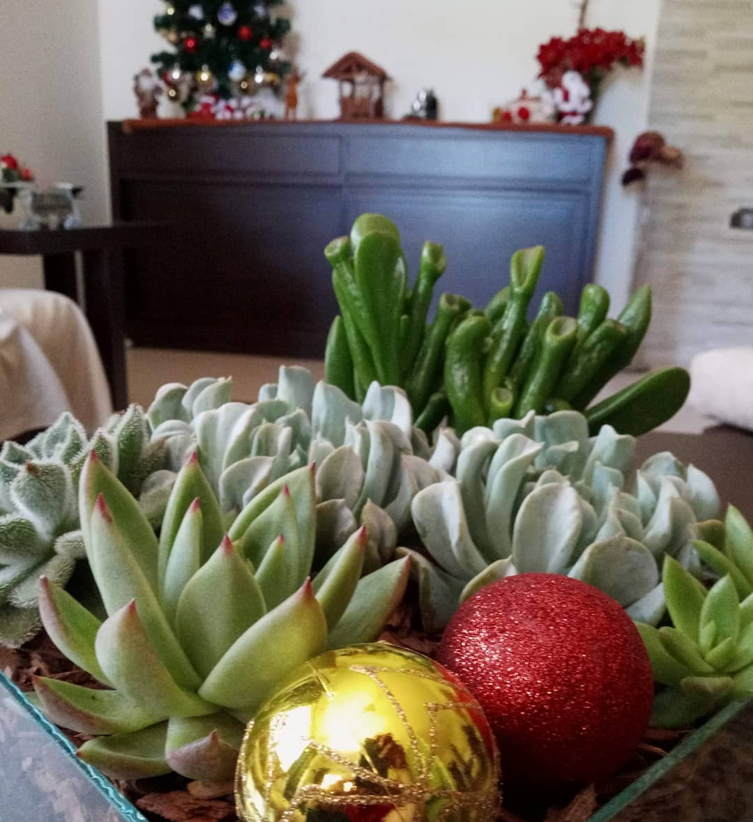 Ainda não enfeitou a casa para o Natal? Que tal esse arranjo feito pela minha mãe com echeverias? Aqui temos Estrela, Topsy Turvy, Doris Taylor e Ovata Gollum (não é echeveria, mas uma suculenta). #echeveria #echeverias #suculenta #suculentas #suculentas #suculentasbrasil #echeverialovers #veilingholambra #suculentaslove #amosuculentas #suculentasbr #plantinhas  #crassulaceae