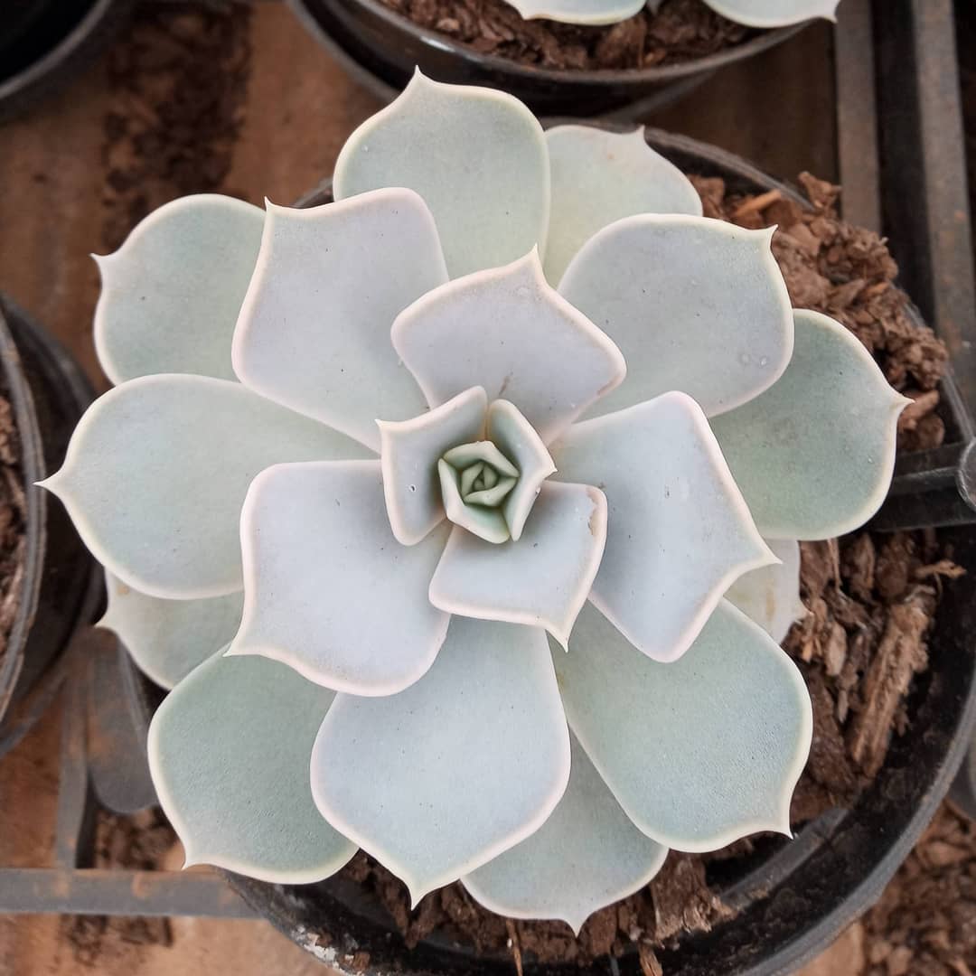 E a perfeição dessa echeveria lilacina? Faz o coração bater mais forte?️#echeveria #echeverias #suculenta #suculentas #suculentas #suculentasbrasil #echeverialovers #veilingholambra #suculentaslove #amosuculentas #suculentasbr #plantinhas  #crassulaceae