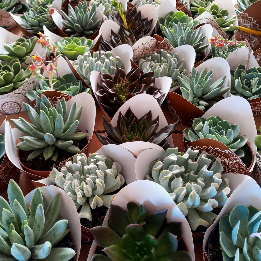 Hoje nossa produção voltou em ritmo acelerado! Olha só um pouquinho do que está saindo hoje daqui! Só nesse variado temos echeverias hot chocolat, tolimanensis, topsy turvy, peacok e gilva!#echeveria #echeverias #suculenta #suculentas #suculentas #suculentasbrasil #echeverialovers #veilingholambra #suculentaslove #amosuculentas #suculentasbr #plantinhas  #crassulaceae