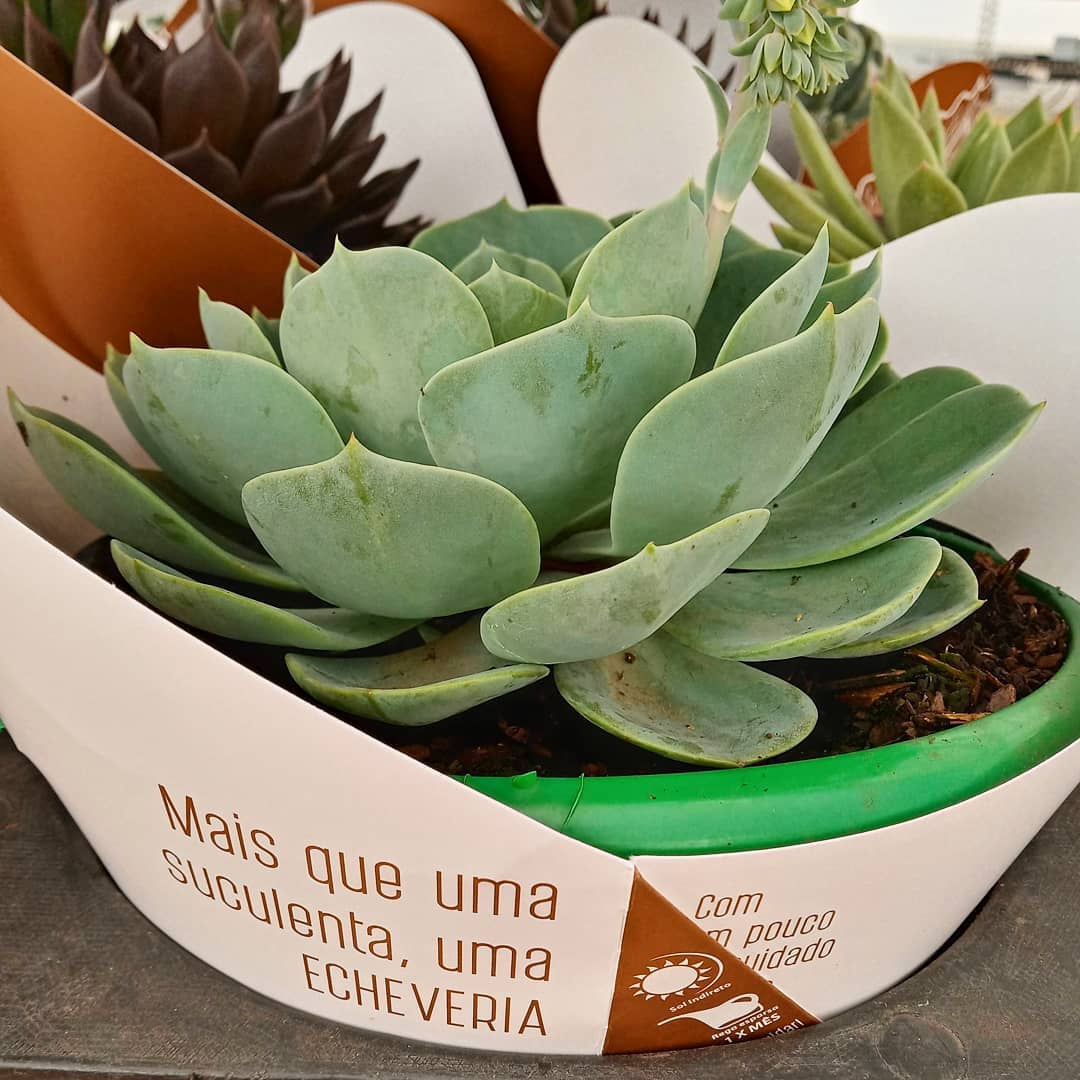 Nossas plantas, você sabe, são especiais. Mais do que uma suculenta, uma ECHEVERIA. #echeveria #echeverias #suculenta #suculentas #suculentas #suculentasbrasil #echeverialovers #veilingholambra #suculentaslove #amosuculentas #suculentasbr #plantinhas  #crassulaceae