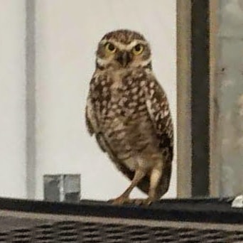 Às vezes recebemos visitas especiais aqui na produção. Visitas que ajudam até no controle de pragas! #echeveria #echeverias #suculenta #suculentas #suculentas #suculentasbrasil #echeverialovers #veilingholambra #suculentaslove #amosuculentas #suculentasbr #plantinhas  #crassulaceae