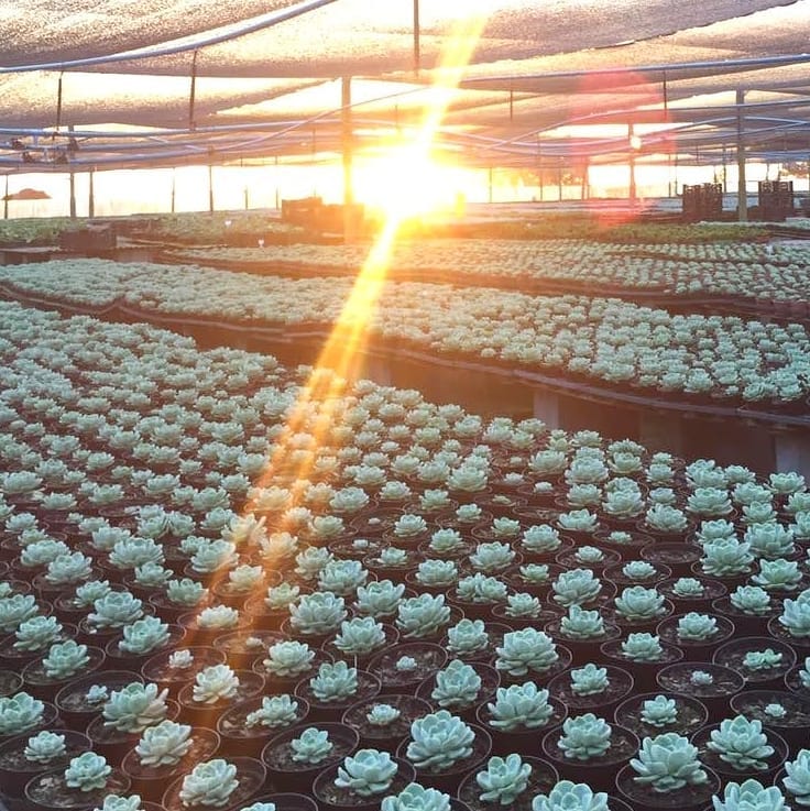 Entardecer aqui no sítio, abençoando as nossa Echeverias Lara. (Fotos da nossa colaboradora Geraldini)#echeveria #echeverias #suculenta #suculentas #suculentas #suculentasbrasil #echeverialovers #veilingholambra #suculentaslove #amosuculentas #suculentasbr #plantinhas #crassulaceae