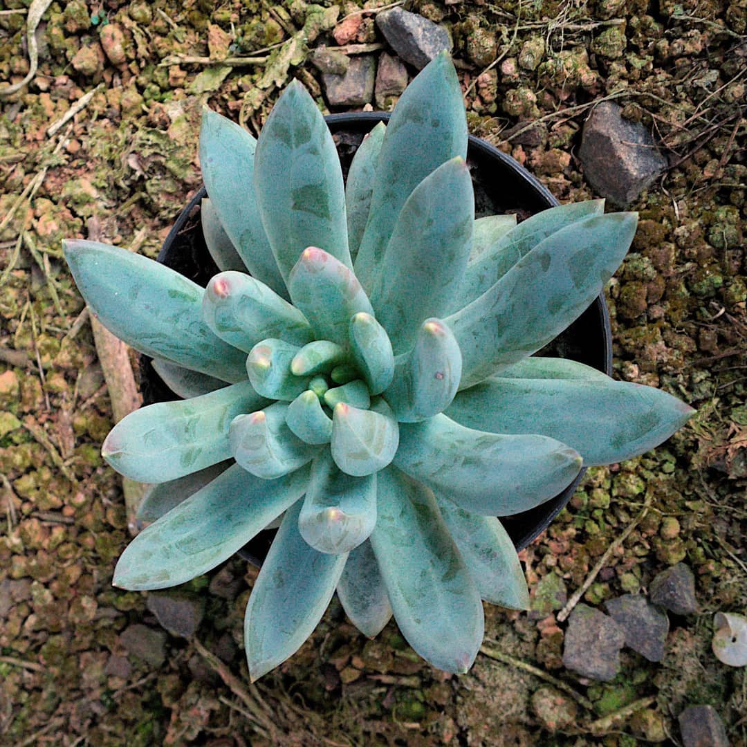 Demos uma renovada no canteiro de Echeveria Tolimanensis no começo do ano, agora o canteiro está lindo! Até separamos uma foto  para o catálogo. Aliás, estamos atualizando o catálogo, com variedades novas, aos poucos eu vou contando aqui para vocês. ;) #echeveria #echeverias #suculenta #suculentas #suculentas #suculentasbrasil #echeverialovers #veilingholambra #suculentaslove #amosuculentas #suculentasbr #plantinhas  #crassulaceae