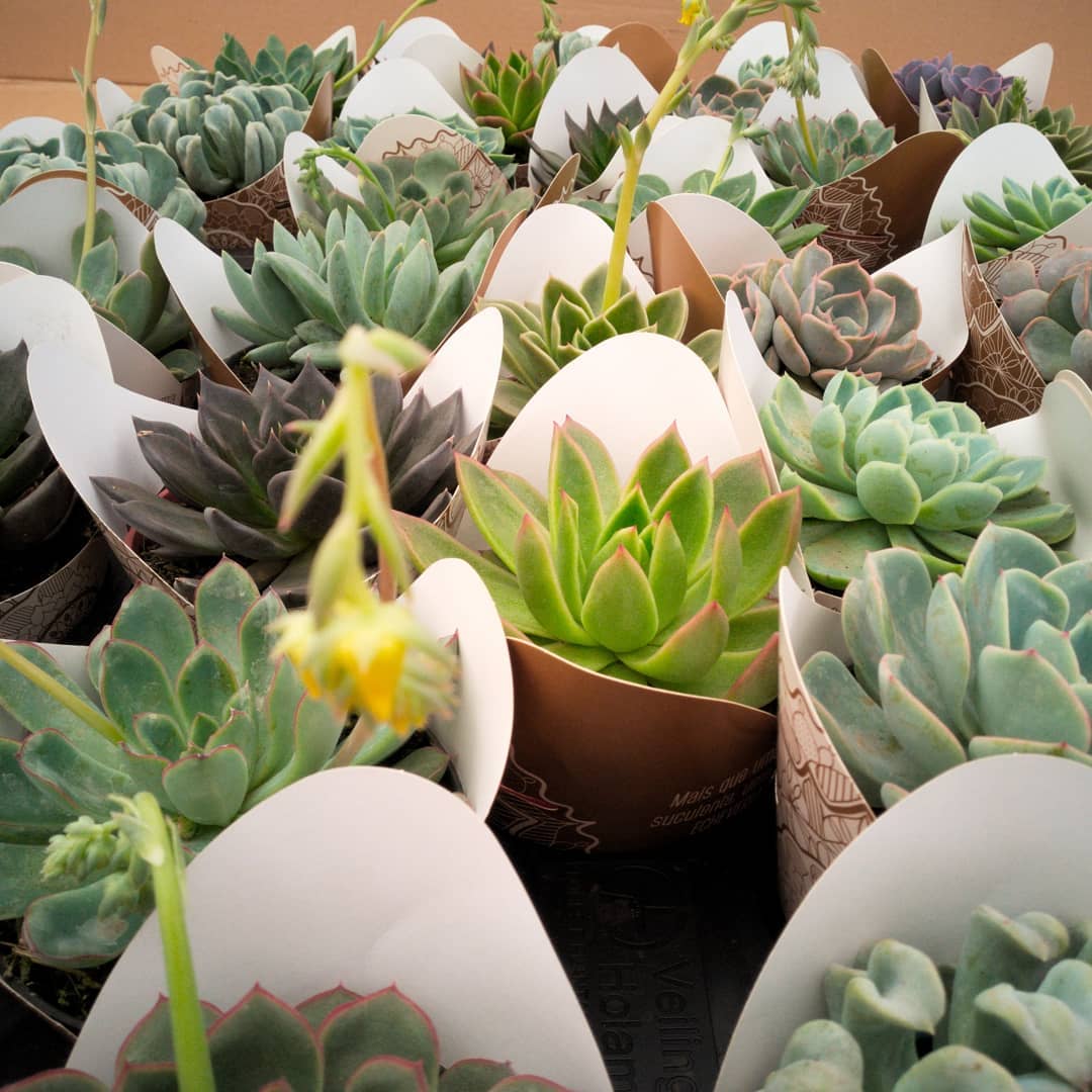 Esse é o nosso "pote 11 variado", um mix de echeverias incríveis que vão para gardens e supermercados de todo o Brasil. É o nosso feijão com arroz de todo dia repara no capricho! #echeveria #echeverias #suculenta #suculentas #suculentas #suculentasbrasil #echeverialovers #veilingholambra #suculentaslove #amosuculentas #suculentasbr #plantinhas #crassulaceae