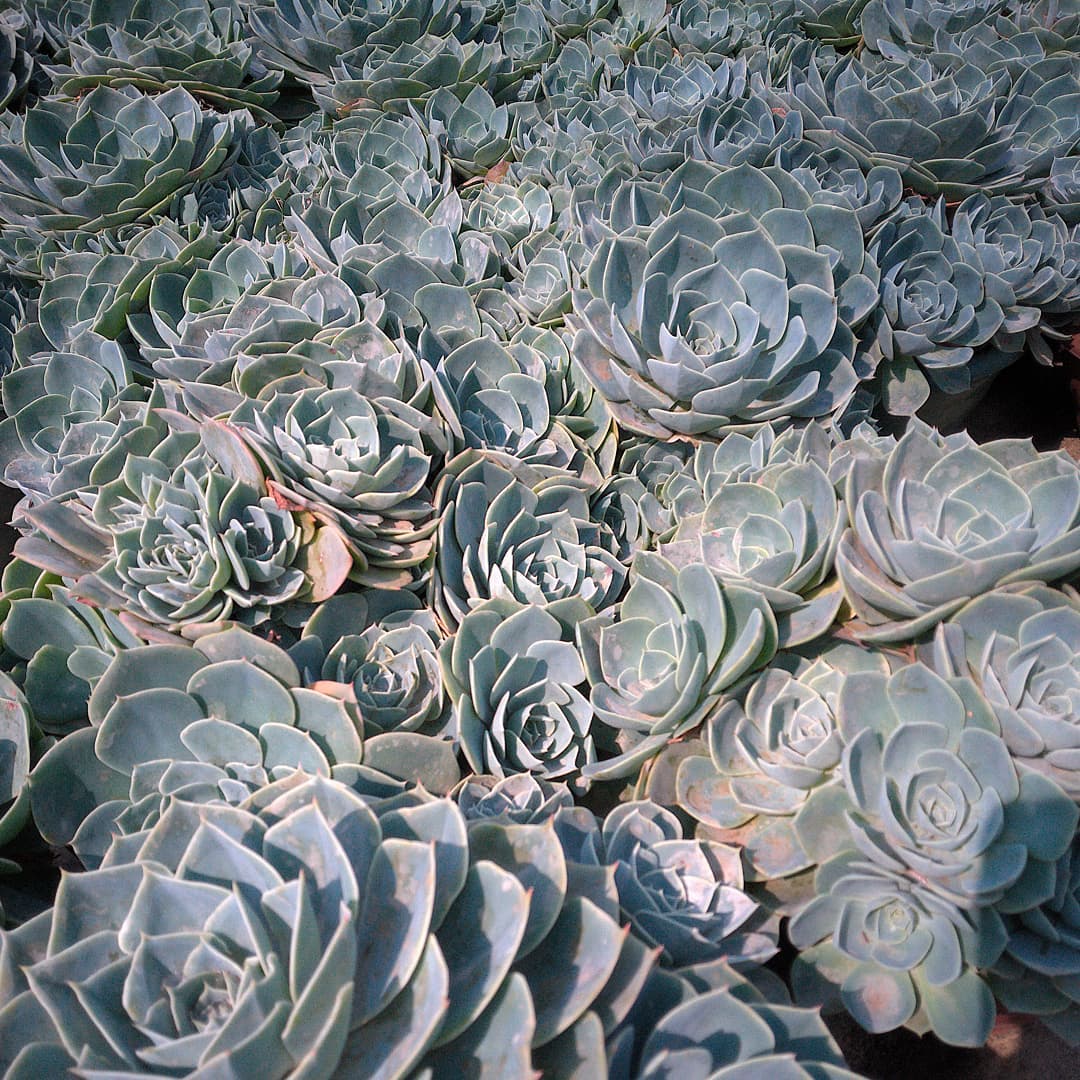 Esse é um matrizeiro de Echeveria Peacok! São plantas que recebem um tratamento diferente que estimula a geração de novas mudas, que então são transplantadas para o próprio vaso.#echeveria #echeverias #suculenta #suculentas #suculentas #suculentasbrasil #echeverialovers #veilingholambra #suculentaslove #amosuculentas #suculentasbr #plantinhas #crassulaceae
